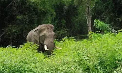 കാട്ടാന ആക്രമണം; വനംവകുപ്പ് വാച്ചറുടെ തുടയെല്ല് പൊട്ടി