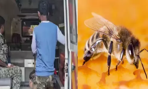 പ്രദേശത്ത് മാവോയിസ്റ്റ് ഉണ്ടെന്ന് സംശയം; തിരച്ചിലിനിടെ അപകടം; തണ്ടര്‍ബോള്‍ട്ട് സംഘത്തിന് നേർ കാട്ടുതേനീച്ചയുടെ ആക്രമണം; ഒരു നാട്ടുകാരനും പരിക്ക്