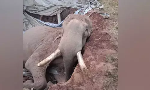 തുറന്നുകിടന്ന സെപ്റ്റിക് ടാങ്കില്‍ വീണു; മൂത്തേടത്ത് ഭയം വിതച്ച  കസേരക്കൊമ്പന്‍ ചരിഞ്ഞു