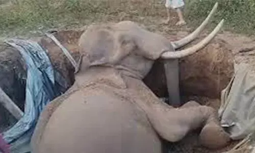 രാത്രിയില്‍ ഉപേക്ഷിക്കപ്പെട്ട സെപ്റ്റിക് ടാങ്കില്‍ വീണു; മൂത്തേടത്ത് നാട്ടുകാരെ ഭയപ്പെടുത്തിയ കാട്ടാന കസേരക്കൊമ്പന്‍ ചരിഞ്ഞു