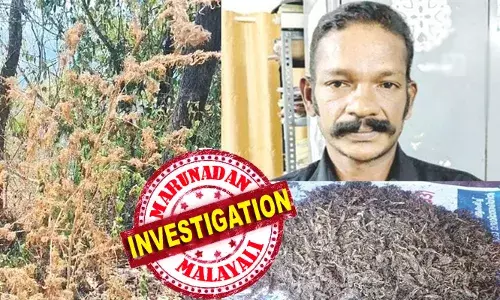കണ്ടെത്തിയത് അരയേക്കര്‍ കഞ്ചാവ് തോട്ടം; വഴിത്തിരിവായത് വില്‍പ്പനക്കാരന്റെ വീട്ടില്‍ നിന്ന് ലഭിച്ച വിത്തുകള്‍; കഞ്ചാവ് വളര്‍ത്തിയത് സര്‍ക്കാര്‍ പുറമ്പോക്കില്‍; കഴിഞ്ഞ് 10 വര്‍ഷത്തിനിടെ ഇടുക്കിയില്‍ കണ്ടെത്തിയ ഏറ്റവും വലിയ കഞ്ചാവ് തോട്ടമാണിതെന്ന് എക്‌സൈസ് ഉദ്യേഗസ്ഥര്‍