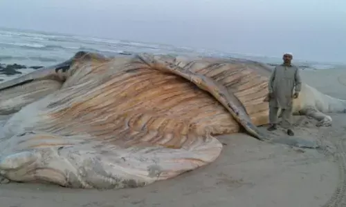 കടൽ കാണാൻ എത്തിയവർ ഒന്ന് ഞെട്ടി; ഒമാൻ തീരത്ത് കൂറ്റൻ തിമിം​ഗലം ചത്ത് കരക്കടിഞ്ഞു; അപൂർവ്വയിനമെന്ന് അധികൃതർ; മരണകാരണം വ്യക്തമല്ല
