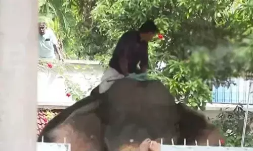 എറണാകുളത്ത് ഉത്സവത്തിന് എത്തിച്ച ആന ഇടഞ്ഞു; നാല് പേര്‍ക്ക് പരിക്ക്; ആനപുറത്ത് കുടുങ്ങി പാപ്പാന്‍; ഇടഞ്ഞത് മൂത്തുകുന്നം പദ്മനാഭന്‍ എന്ന ആന; ആന മദപ്പാടിലായിരുന്നെന്ന് റിപ്പോര്‍ട്ട്