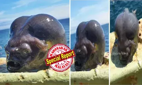 മത്സ്യബന്ധനത്തിടെ വലയിൽ വല്ലാത്ത ഭാരം; ഇന്ന് ചാകര തന്നെയെന്ന്..മനസ്സിൽ ഉറപ്പിച്ച് ആ റഷ്യക്കാരൻ; വല വലിച്ചിട്ടപ്പോൾ കാഴ്ച കണ്ട് എല്ലാവരും ഒന്ന് പേടിച്ചുപോയി; ഒരു മനുഷ്യന്‍റെ തലയ്ക്ക് സമാനമായ ഒരു ഭീകര ജീവി; ഇത് കടലിലെ ഏലിയൻസെന്ന് ചിലർ; ഭയപ്പെടുത്തുന്ന വീഡിയോ പുറത്ത്