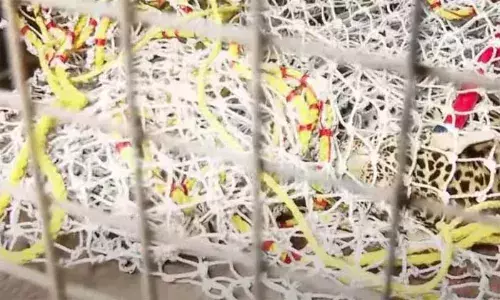 വയനാട് മേപ്പാടിയില്‍ വേലിയില്‍ കുടുങ്ങിയ പുലിയെ മയക്കുവെടി വെച്ച് വലയിലാക്കി; കൂട്ടിലേക്ക് മറ്റാന്‍ ശ്രമം തുടങ്ങി; പരിക്ക് ഭേദമായാല്‍ കാട്ടില്‍ തുറന്നുവിടും