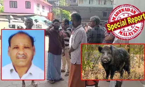 പാട്യം മുതിയങ്ങയില്‍ കൃഷിയിടത്തില്‍ നിന്നും കര്‍ഷകനെ കുത്തിക്കൊന്ന കാട്ടുപന്നിയെ നാട്ടുകാര്‍ തല്ലിക്കൊന്നു;  നേരത്തെ നിരവധി തവണ കാട്ടുപന്നിയുടെ ശല്യം ഉണ്ടെന്ന് പരാതി നല്‍കിയെങ്കിലും നടപടി ഉണ്ടായില്ലെന്ന് നാട്ടുകാര്‍