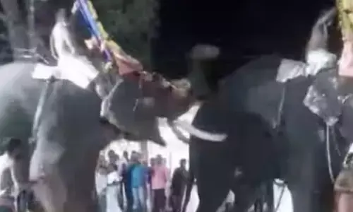 ശ്രീവല്ലഭ ക്ഷേത്രത്തിൽ ഉത്സവത്തിനിടെ ആന ഇടഞ്ഞു; ആളുകൾ പരിഭ്രാന്തരായി ഓടി; കീഴ്ശാന്തിമാർ ഉൾപ്പെടെ ഏഴു പേർക്ക് പരിക്ക്