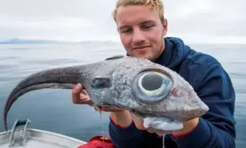ആകർഷിക്കുന്ന വലിയ പന്ത് പോലുള്ള കണ്ണുകൾ; വാൽ പെട്ടെന്ന് കണ്ടാൽ ഒരു പാമ്പിനെപ്പോലെ; അന്യഗ്രഹജീവിയാണോ എന്ന് ആളുകൾ; ഈ വിചിത്ര മത്സ്യത്തിന്റെ കഥ ഇങ്ങനെ!