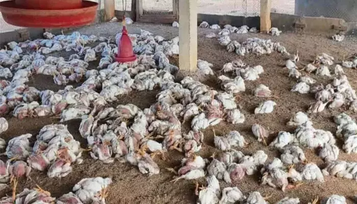 തെലങ്കാനയില് വീണ്ടും പക്ഷിപ്പനി; മൂന്ന് ദിവസത്തിനിടെ രണ്ട് ജില്ലകളിലായി ചത്തത് 8000 കോഴികള് തെലങ്കാനയില് വീണ്ടും പക്ഷിപ്പനി; മൂന്ന് ദിവസത്തിനിടെ രണ്ട് ജില്ലകളിലായി ചത്തത് 8000 കോഴികള്