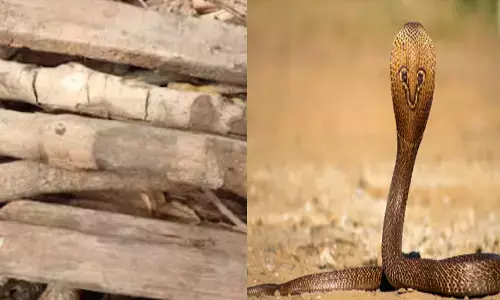 വീട്ടിലെ ആവശ്യത്തിനായി വിറക് എടുക്കുന്നതിനിടയില്‍ ഒളിഞ്ഞിരുന്നത് വലിയ അപകടം; പാമ്പുകടിയേറ്റ വീട്ടമ്മയ്ക്ക് ദാരുണാന്ത്യം; ആശുപത്രിയിൽ എത്തിച്ചെങ്കിലും ജീവൻ രക്ഷിക്കാനായില്ല