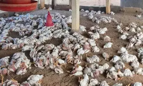 തെലങ്കാനയില്‍ വീണ്ടും പക്ഷിപ്പനി; മൂന്ന് ദിവസത്തിനിടെ രണ്ട് ജില്ലകളിലായി ചത്തത് 8000 കോഴികള്‍