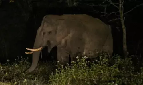 കോതമംഗലത്ത് ആനയെ കണ്ട് ഭയന്നോടിയ വയോധികന്‍ കുഴഞ്ഞുവീണ് മരിച്ചു