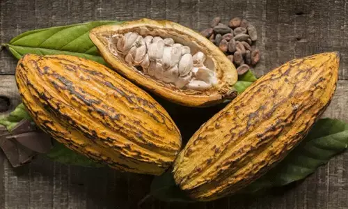 കൊക്കോ ശേഖരണം കുറച്ച് ചോക്ലേറ്റ് കമ്പനികള്‍; ഒരാഴ്ചക്കിടെ കൊക്കോ വിലയില്‍ വന്‍ ഇടിവ്