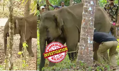 കണ്ണൂര്‍ കരിക്കോട്ടക്കരിയിലിറങ്ങിയ കാട്ടാനയ്ക്ക് ഗുരുതര പരിക്ക്;   മയക്കുവെടി വെച്ചു; താടിയെല്ലിലെ മുറിവില്‍ മരുന്നുവെച്ചു; വിദഗ്ധ ചികിത്സ നല്‍കുമെന്ന് വനംവകുപ്പ്