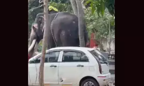 ഇടക്കൊച്ചിയില്‍ ആന ഇടഞ്ഞു; മൂന്നുകാറുകളും ലോറിയും ബൈക്കും സൈക്കിളും തകര്‍ത്തു