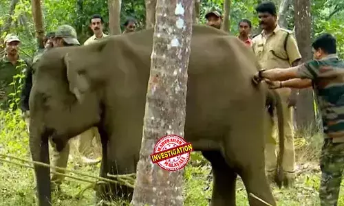 കരിക്കോട്ടക്കരയില്‍ ചികിത്സയ്ക്കായി മയക്കുവെടി വച്ച് പിടികൂടിയ കുട്ടിയാന ചരിഞ്ഞു; ആനയുടെ താടിയെല്ലിനും അന്നനാളത്തിനും ഗുരുതര പരിക്ക്; പന്നിപ്പടക്കം കടിച്ചതാകാമെന്ന് വനംവകുപ്പ്; അന്വേഷണത്തിന് പ്രത്യേക സംഘം