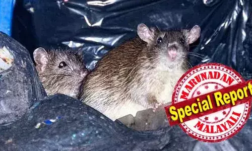 ഇത് മൂന്നാം ലോക രാജ്യത്തെ കാഴ്ചയല്ല; യുകെയിലെ രണ്ടാമത്തെ വലിയ സിറ്റിയില്‍ ഇങ്ങനെയാണ്; എലികള്‍ കയറി നിറങ്ങുന്ന ബിര്‍മ്മിംഗ്ഹാമിന്റെ ഗതികെട്ട അവസ്ഥയുടെ നാണം കേട്ട ദൃശ്യങ്ങള്‍ പുറത്ത്