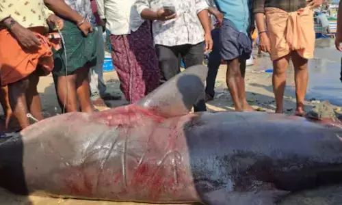 400 കിലോയോളം ഭാരം; വള്ളത്തിൽ കയറ്റാൻ തന്നെ കുറെ..പാടുപെട്ടു; വിഴിഞ്ഞം തുറമുഖത്ത് വീണ്ടും കൂറ്റൻ അച്ചിണി സ്രാവ്; ആർപ്പുവിളിച്ച് തൊഴിലാളികൾ; ലേലം ചെയ്ത വില കേട്ട് ഞെട്ടൽ