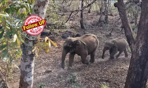 പന്നിപ്പടക്കം കടിച്ച് പൊട്ടിത്തറിച്ചതോടെ നാവ് അറ്റു; കീഴ്ത്താടി തകര്‍ന്ന് വേര്‍പെട്ട നിലയില്‍; അണുബാധ രക്തത്തില്‍ വ്യാപിച്ചു; മയക്കുവെടി വെച്ചതിലെ പിഴവുകാരണമല്ല കരിക്കോട്ടക്കരിയില്‍ കുട്ടിയാന ചരിഞ്ഞതെന്ന് വ്യക്തമാക്കി പോസ്റ്റ്‌മോര്‍ട്ടം റിപ്പോര്‍ട്ട്