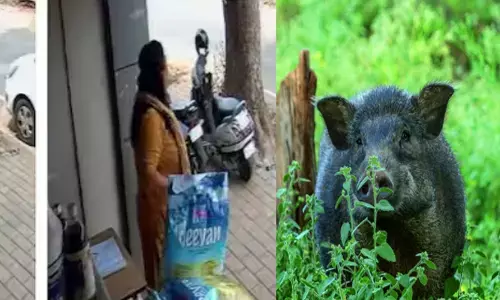 കാട്ടുപന്നികള്‍ കുതിച്ചെത്തുന്നത് കണ്ട് പേടിച്ചു; ഓഫീസിലേക്ക് ഓടിക്കയറാൻ ശ്രമം; തടയാൻ ശ്രമിക്കവെ കാൽ വഴുതി വീണ് അപകടം; സ്ത്രീയുടെ തലയ്ക്ക് മാരക പരിക്ക്