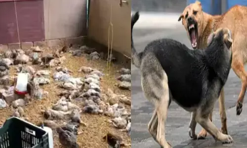 കൂട്ടമായെത്തി കൂടിന്റെ നെറ്റ് തകർത്തു കയറി; കരച്ചിൽ കേട്ട് ചെന്ന് നോക്കിയപ്പോൾ കണ്ടത് ദയനീയ കാഴ്ച; 280 കോഴിക്കുഞ്ഞുങ്ങളെ ചത്ത നിലയില്‍ കണ്ടെത്തി; പിന്നിൽ തെരുവ് നായകളെന്ന് സംശയം