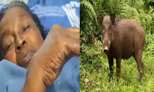 തോട്ടത്തിൽ പണിക്കായി എത്തി;   റബർപാലെടുക്കുന്നതിനിടെ പിന്നിൽ ഭൂമി ഇളകുമ്പോലെ ശബ്ദം; കുതിച്ചെത്തി കാട്ടുപന്നി; വീട്ടമ്മയെ അതിക്രൂരമായി ആക്രമിച്ചു; ഗുരുതര പരിക്ക്