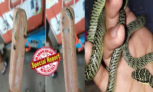 ഹായ് പാമ്പ് ഐസ് ഞം ഞം..; വെയിലത്ത് നടന്ന് തളര്‍ന്നു; ഐസ്‌ക്രീം കണ്ടതും ഒന്ന് നുണയാന്‍ മോഹം; സന്തോഷവും ആശ്വാസവും ഒരുമിച്ച്; കച്ചവടക്കാരന്‍ പെട്ടിതുറന്നതും ഐസിനുള്ളിലെ അതിഥിയെ കണ്ട് പേടിച്ച് അലറി; കഴിച്ചോ..മക്കളെയെന്ന് മറുപടി; സത്യാവസ്ഥ അറിഞ്ഞ് തലയില്‍ കൈവച്ച് യുവാവ്