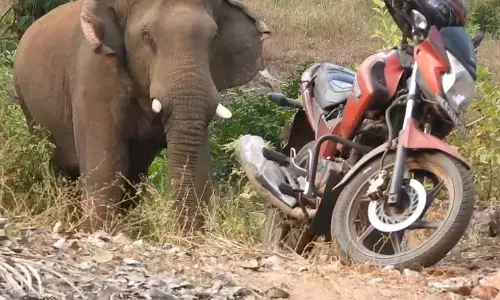 ആനത്താരയിലേക്ക് ടൂ വീലര്‍ ഓടിച്ചുകയറ്റി തടസ്സമുണ്ടാക്കി; 24 ന്യൂസ് പ്രതിനിധിയെ വനംവകുപ്പ് താക്കീത് നല്‍കി വിട്ടയച്ചു; ആന ഉറങ്ങുന്നത് പകര്‍ത്തിയ പ്രാദേശിക മാധ്യമ പ്രവര്‍ത്തകനെ മാപ്പെഴുതിച്ച് വിട്ടയച്ചു; വനംവകുപ്പ് പക വീട്ടുന്നുവെന്ന് നടപടിക്ക് വിധേയരായവര്‍