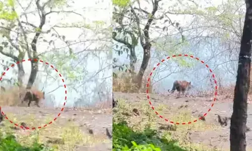 അന്ന് ജെറിന്‍ പ്രചരിപ്പിച്ചത് കടുവയുടെ എഡിറ്റ് ചെയ്ത പഴയ ദൃശ്യങ്ങള്‍; പിന്നാലെ കരുവാരകുണ്ടില്‍ ശരിക്കും കടുവയിറങ്ങി; സ്ഥിരീകരിച്ച് വനംവകുപ്പ്; കാട്ടിലേക്ക് തുരത്താനുള്ള നടപടികള്‍ ആരംഭിച്ചതായി ഡിഎഫ്ഒ