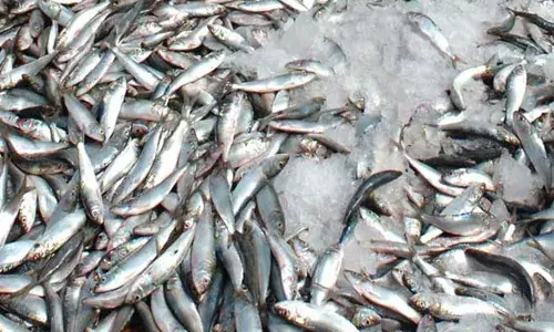 കേരളത്തിലെ മത്തിക്ക് ആറു മാസമായി ഒരേ വലിപ്പം; ഇത്തിരി കുഞ്ഞന്‍ മത്തിക്ക് വിലയുമില്ലെന്ന് മത്സ്യത്തൊഴിലാളികള്‍: കാരണം തേടി സിഎംആര്‍എഫ്ഐ