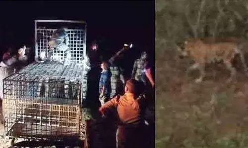 കടുവയെ കണ്ട വണ്ടിപ്പെരിയാര്‍ ഗ്രാമ്പി സ്‌കൂളിനു സമീപം കൂടു വച്ചു; വണ്ടിപ്പെരിയാറില്‍ ജനവാസ മേഖലയിലെത്തിയ കടുവയെ പിടികൂടാന്‍ വനംവകുപ്പ്