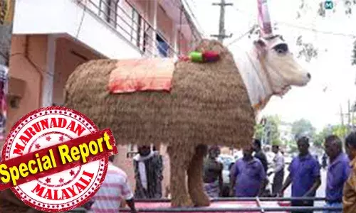 ഒരു സാധാരണ കാളയുടെ അഞ്ചിരട്ടി വലിപ്പത്തില്‍ നിര്‍മിക്കും; എട്ടടി ഉയരവും നാലടി വണ്ണവും; കാളയെ ഉണ്ടാക്കാന്‍ കതിര്‍ക്കറ്റകള്‍ കൊണ്ടുവരുന്നത് തമിഴ്‌നാട്ടില്‍നിന്ന്; ചെണ്ടമേളത്തിന്റെയും നൃത്തച്ചുവടുകളുടെയും അകമ്പടിയോടെ ആറ്റുകാല്‍ സന്നിധിയില്‍ എത്തിച്ചേരുന്നു; ആറ്റുകാല്‍ അമ്മയ്ക്കുള്ള നേര്‍ച്ച നേര്‍ച്ചയായി കതിരുകാള