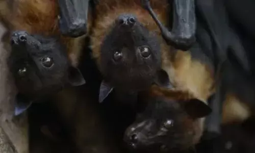 മലപ്പുറത്ത് വവ്വാലുകൾ കൂട്ടത്തോടെ ചത്ത നിലയിൽ; സാമ്പിളുകള്‍ പരിശോധനക്ക് അയച്ചു; കനത്ത ചൂടാകാം മരണകാരണ കാരണമെന്ന് പ്രാഥമിക നിഗമനം