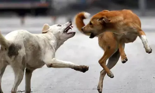 പുറത്തിറങ്ങിയാൽ കടി ഉറപ്പ്; വഴിയിൽ കാണുന്നവരെയെല്ലാം ഓടിക്കും; നിരവധിപേർക്ക് പരിക്ക്; ഒരാൾക്ക് ജീവൻ നഷ്ടമായി; മാസങ്ങളായി തെരുവുനായ ശല്യത്തിൽ പൊറുതിമുട്ടി ഒരു നാട്; രോഷത്തോടെ നാട്ടുകാർ