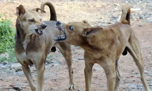 കാവാലത്ത് തെരുവ് നായ ആക്രമണം; വീട്ടുമുറ്റത്ത് കളിച്ചുകൊണ്ടിരുന്ന കുട്ടിയ്ക്ക് മാരക പരിക്ക്; കുതിച്ചെത്തിയ നായ തലയിലും കണ്ണിലും കടിച്ചു കുടഞ്ഞു; ഇത് ഇവിടെ സ്ഥിരമെന്ന് നാട്ടുകാർ