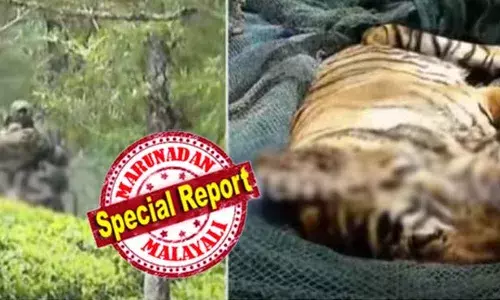 ഇടുക്കി വണ്ടിപ്പെരിയാറില്‍ നിന്നും പിടികൂടിയ കടുവ ചത്തു; മയക്കുവെടി ദൗത്യത്തിനിടെ വനംവകുപ്പ് ഉദ്യോഗസ്ഥര്‍ക്കെതിരെ ചാടി വീണ കടുവയെ വെടിവെച്ചു; പിന്നാലെ തേക്കടിയിലേക്ക് മാറ്റിയ ശേഷം മരണം സ്ഥിരീകരിച്ചു; ഗ്രാമ്പിയെ വിറപ്പിച്ച കടുവ ഇനിയില്ല