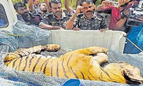 കടുവ ചത്തത് തലയില്‍ വെടിയേറ്റതിനെ തുടര്‍ന്ന്; നെഞ്ചിനേറ്റ മുറിവ് മൂലം ശ്വാസ കോശത്തിനും ഗുരുതര പരിക്ക്: പോസ്റ്റ്‌മോര്‍ട്ടം റിപ്പോര്‍ട്ട് പുറത്ത്