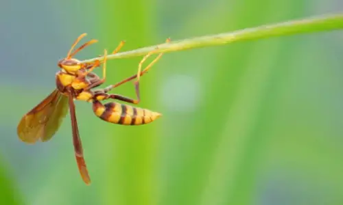 പാലായിൽ കടന്നൽ ആക്രമണം; പരീക്ഷ കഴിഞ്ഞ് മടങ്ങുകയായിരുന്ന വിദ്യാർത്ഥികളടക്കം മൂന്ന് പേർക്ക് കുത്തേറ്റു; ആശുപത്രിയിൽ പ്രവേശിപ്പിച്ചു