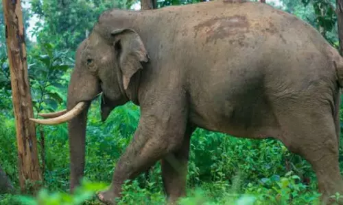 വന്യജീവി ആക്രമണം; സംസ്ഥാനത്ത് മൂന്ന് വര്‍ഷത്തിനിടെ മരിച്ചത് 230 പേര്‍