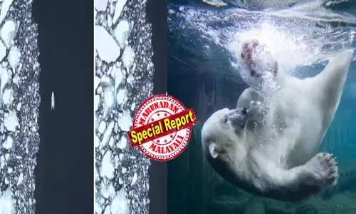 തണുത്തുറഞ്ഞ കടലിലൂടെ നീന്തി തുടിക്കുന്ന പോളാർ ബിയർ; ഒമ്പത് ദിവസം നിർത്താതെ ഓട്ടം; കാലുകൾ നിവർത്തി ശക്തിയായി നീന്തി കുട്ടൻ; 687 കിലോമീറ്റര്‍ താണ്ടി; വട്ടം ചുറ്റലിന്റെ കാരണം പിടികിട്ടാതെ ഗവേഷകർ; അമ്പരന്ന് ശാസ്ത്രലോകം; ധ്രുവക്കരടിയുടെ വിചിത്ര സ്വാഭാവം കാഴ്ചക്കാരെ ഞെട്ടിക്കുമ്പോൾ!