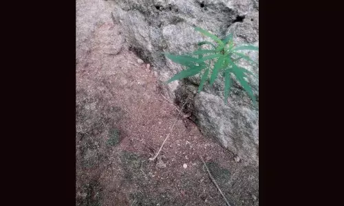 കഞ്ചാവു കേസിലെ പ്രതി നട്ടു നനച്ച് കഞ്ചാവ് ചെടി വളര്‍ത്തി; വിവരമറിഞ്ഞ് എക്സൈസ് എത്തിയപ്പോള്‍ ഓടിരക്ഷപ്പെട്ടു: സംഭവം അടൂരില്‍