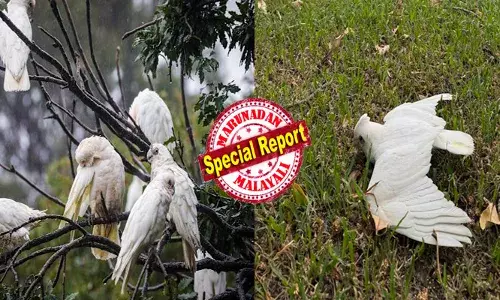 മരക്കൊമ്പിൽ നിന്നും താഴേക്ക് കുഴഞ്ഞ് വീഴുന്നു; ചിലത് രക്തസ്രാവം സംഭവിച്ച നിലയിൽ; ഷോപ്പിംഗ് സെൻററുകളിലും റോഡുകളിലുമെല്ലാം ദയനീയ കാഴ്ചകൾ; ഓസ്ട്രേലിയയെ ഞെട്ടിച്ച് പക്ഷികളുടെ കൂട്ടമരണം; കാരണം കണ്ടെത്താനാകാതെ ഗവേഷകർ; ആശങ്കയിൽ പക്ഷിപ്രേമികൾ!