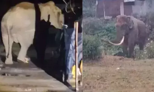 വീണ്ടും ജനവാസമേഖലയില്‍ ഇറങ്ങി പടയപ്പ; ഒരു വീട് ഭാഗികമായി തകര്‍ത്തു; പടയപ്പ മദപ്പാടില്‍; നേരത്തെയും നിരവധി വാഹനങ്ങള്‍ ആക്രമിച്ചിരുന്നു