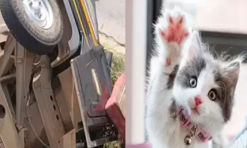 ത്യാഗം..; കുഞ്ഞി പൂച്ചയുടെ ജീവൻ രക്ഷിക്കാൻ ബ്രേക്കിട്ടു; ഓട്ടോ നിയന്ത്രണം തെറ്റി മറിഞ്ഞു; വാഹനം ഓടിച്ച യുവതി ഉൾപ്പടെ മൂന്ന് പേർക്ക് പരിക്ക്; സംഭവം കോഴിക്കോട്