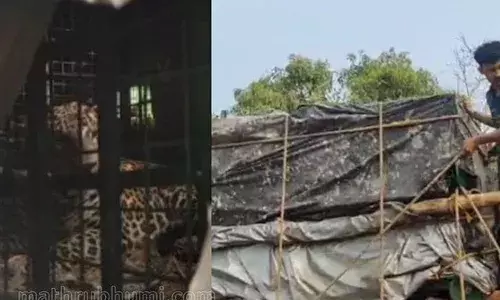 കാസര്‍കോട് വീണ്ടും പുള്ളിപ്പുലി; വനംവകുപ്പ് സ്ഥാപിച്ച കൂട്ടില്‍ കുടുങ്ങിയത് അഞ്ച് വയസ്സുള്ള ആണ്‍പുലി; ഇതേ സ്ഥലത്ത് ഈ ആഴ്ച കുടുങ്ങുന്ന രണ്ടാമത്തെ പുലി