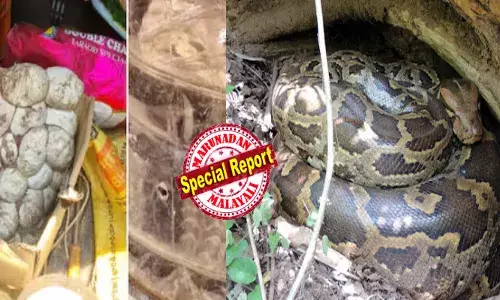 താമസക്കാരിയായ മുത്തശ്ശി ഒരു മാസം മുൻപ് മരിച്ചു; തീർത്തും ഒറ്റപ്പെട്ട് ഷെഡ്; പൂർണമായും തകർന്ന നിലയിൽ; ഒരു അനക്കം ശ്രദ്ധിച്ച് നാട്ടുകാർ; കാഴ്ച കണ്ട് പലരും ഭയന്നോടി; വനംവകുപ്പ് പാഞ്ഞെത്തി; രണ്ടു വമ്പൻ അതിഥിയെയും കുഞ്ഞുങ്ങളെയും ചാക്കിലാക്കി; പരിശോധനയിൽ അമ്പരപ്പ്!