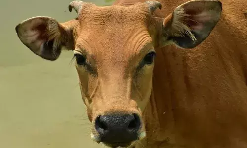 വന്‍ വിലക്കുറവില്‍ പശുക്കളെ വില്‍ക്കുന്നതായി സാമൂഹികമാധ്യമത്തില്‍ പരസ്യം; ഓര്‍ഡര്‍ ചെയ്ത യുവ കര്‍ഷകന് നഷ്ടമായത് ഒരു ലക്ഷം രൂപ