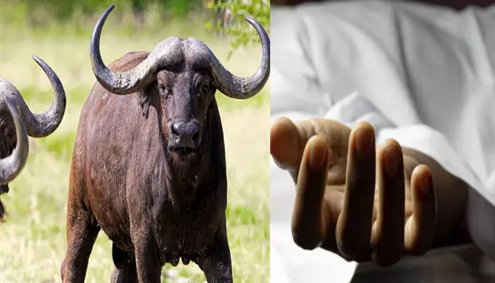 തീറ്റ കൊടുക്കുന്നതിനിടെ പോത്തിന്റെ ആക്രമണം; ഓടി വന്ന് കുത്തി; എറണാകുളത്ത് ഗൃഹനാഥന് ദാരുണാന്ത്യം; ആശുപത്രിയിൽ എത്തിച്ചെങ്കിലും ജീവൻ രക്ഷിക്കാനായില്ല