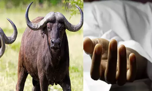 തീറ്റ കൊടുക്കുന്നതിനിടെ പോത്തിന്റെ ആക്രമണം; ഓടി വന്ന് കുത്തി; എറണാകുളത്ത് ഗൃഹനാഥന് ദാരുണാന്ത്യം; ആശുപത്രിയിൽ എത്തിച്ചെങ്കിലും ജീവൻ രക്ഷിക്കാനായില്ല