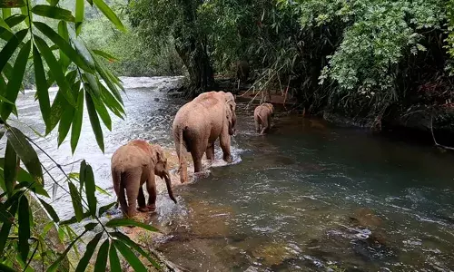 മലപ്പുറം വഴിക്കടവ് വനത്തില്‍ മൂന്ന് ആനകള്‍ ചരിഞ്ഞ നിലയില്‍; ദുരൂഹതയില്ലെന്ന് പ്രാഥമിക റിപ്പോര്‍ട്ട്
